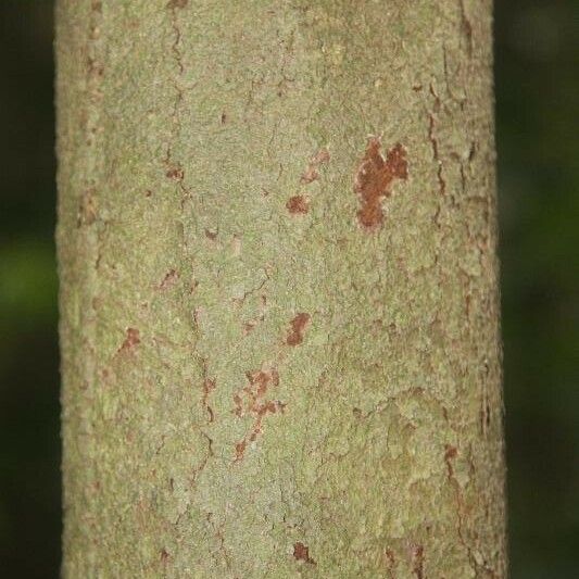 Iryanthera hostmannii Bark