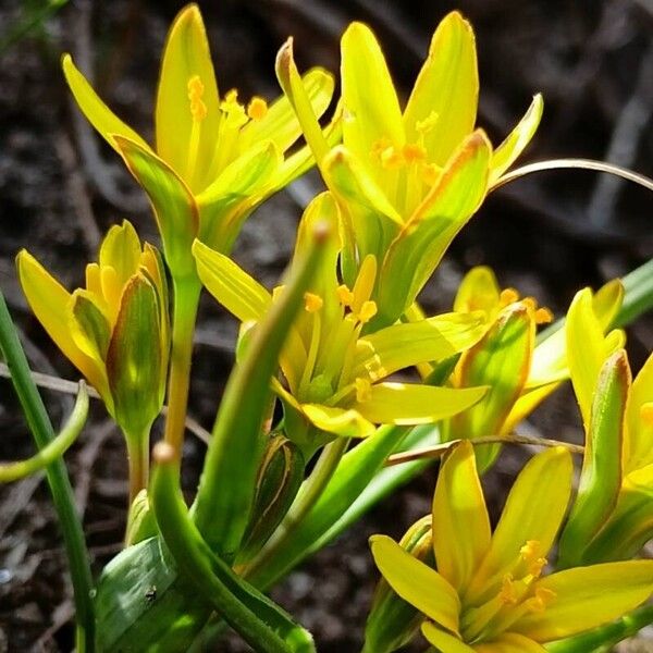 Gagea pratensis Flower