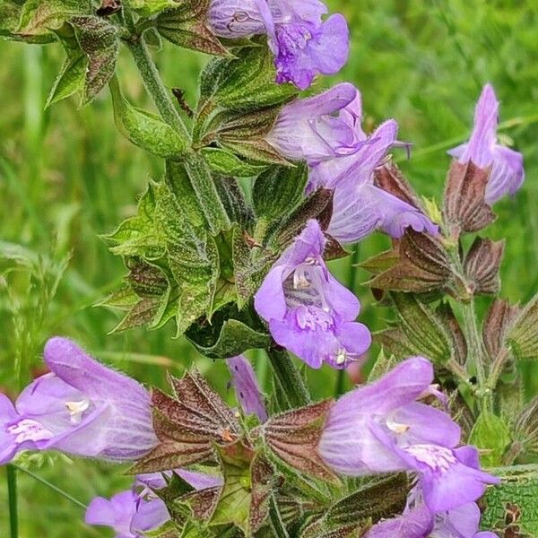 Salvia officinalis Kvet