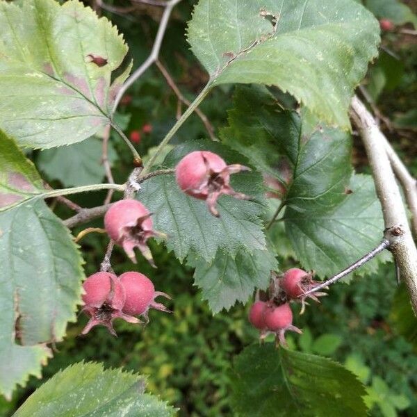 Crataegus coccinea Плод