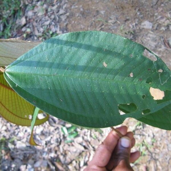 Miconia elata Leaf