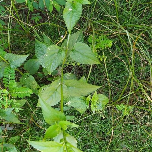 Priva lappulacea Leaf