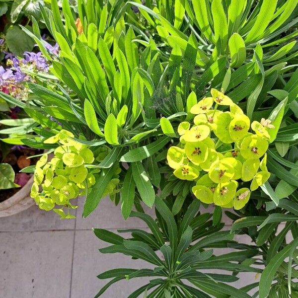 Euphorbia × martini Blüte