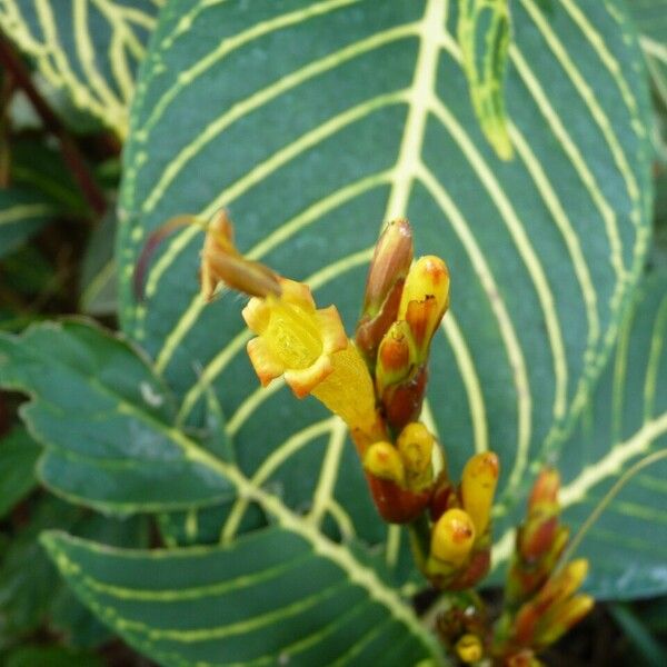 Sanchezia oblonga Flower