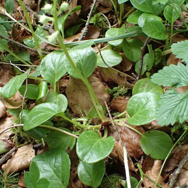 Pyrola rotundifolia 葉