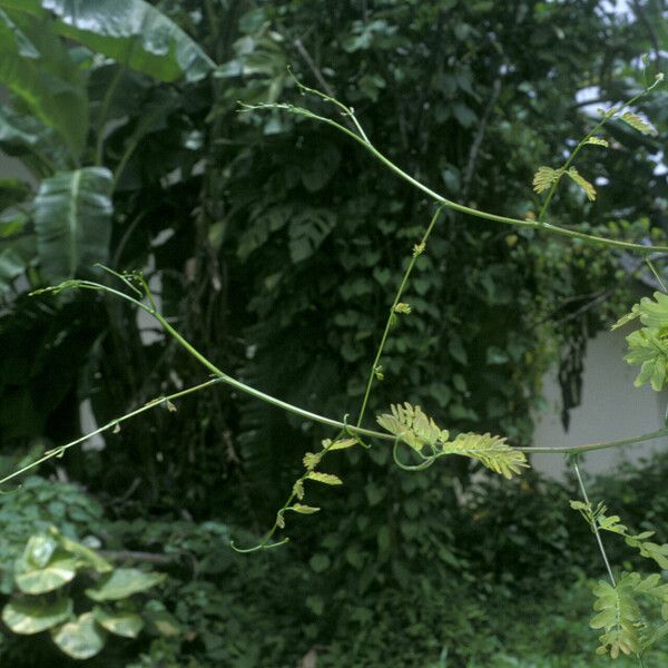 Entada polystachya Habit