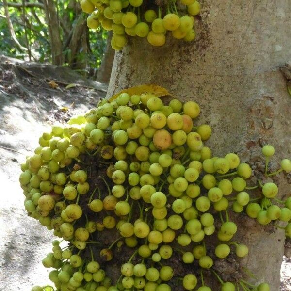 Phyllanthus acidus Fruto