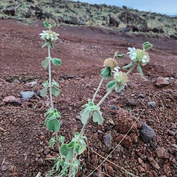 Leucas grandis Blad