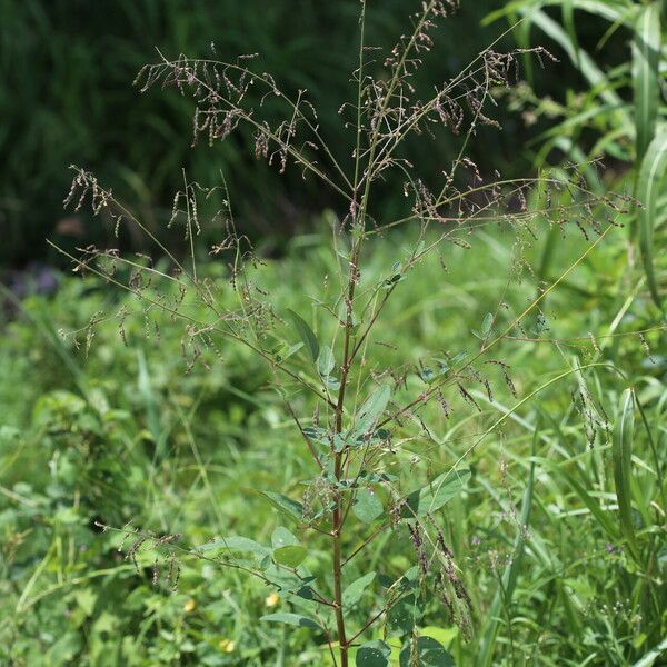 Desmodium tortuosum Habitus