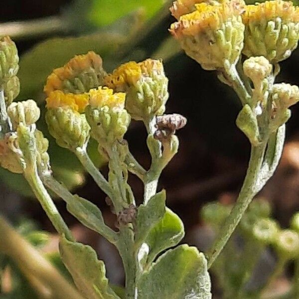 Tanacetum balsamita Flower