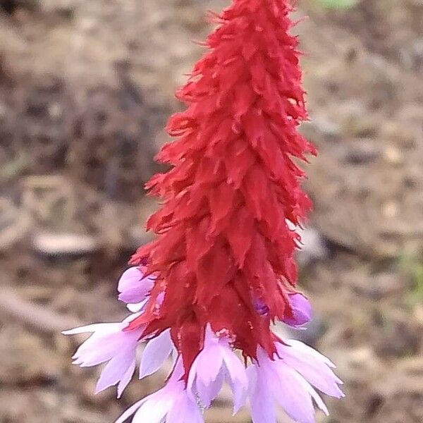 Primula vialii Flower