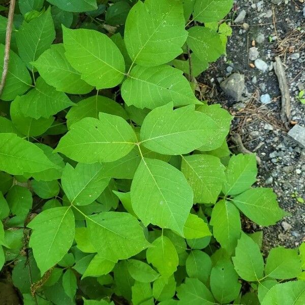 Toxicodendron rydbergii Листок