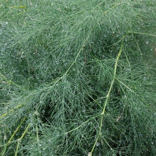 Asparagus tenuifolius Лист