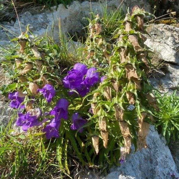 Campanula speciosa Habit