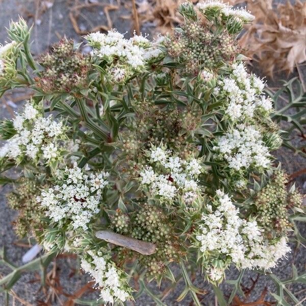 Echinophora spinosa Flower