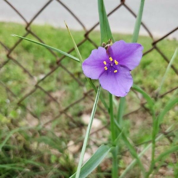 Tradescantia occidentalis 花