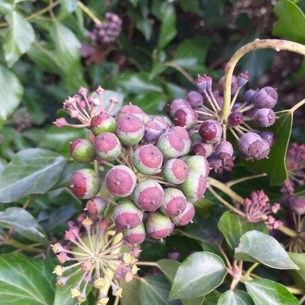 Hedera helix Frugt