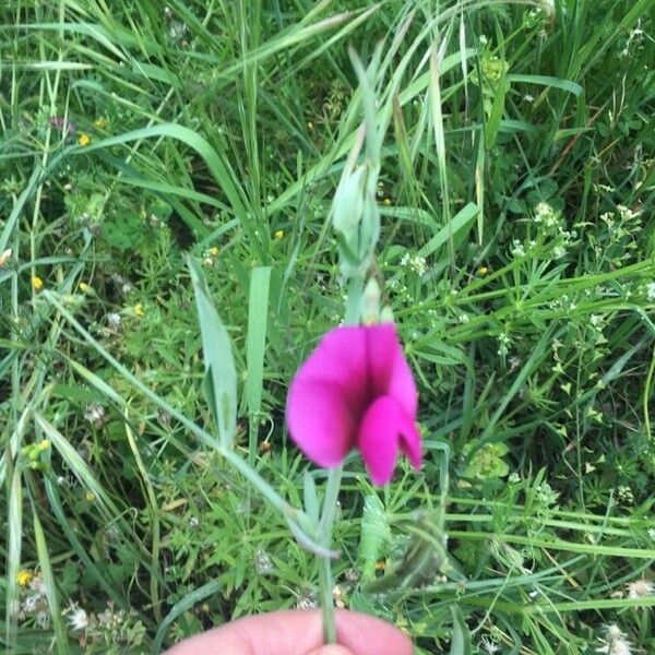 Lathyrus tingitanus Žiedas