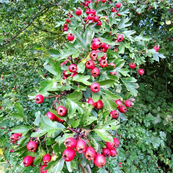 Crataegus monogyna Frukt