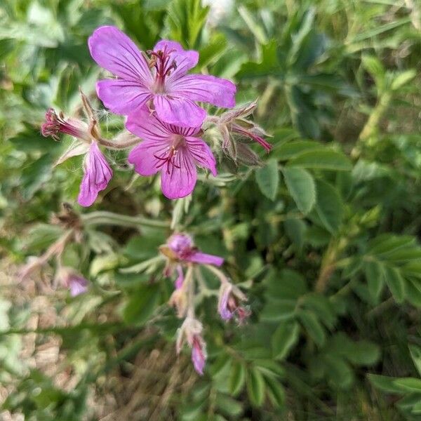 Geranium viscosissimum Blüte