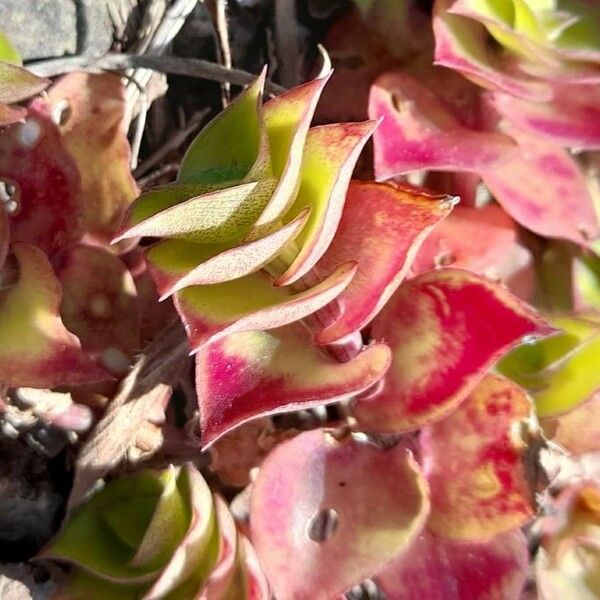 Callisia repens Fuelha