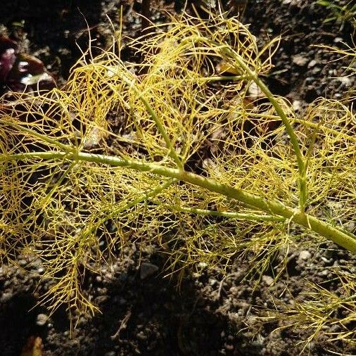 Foeniculum vulgare Blatt