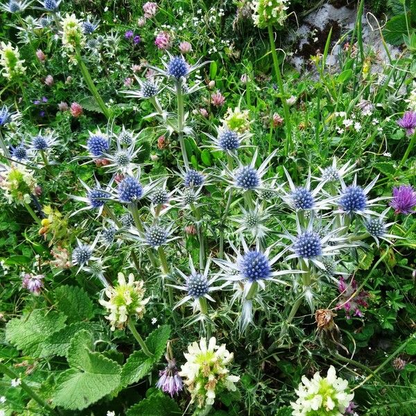 Eryngium bourgatii Hábito