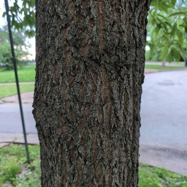 Quercus acutissima Bark