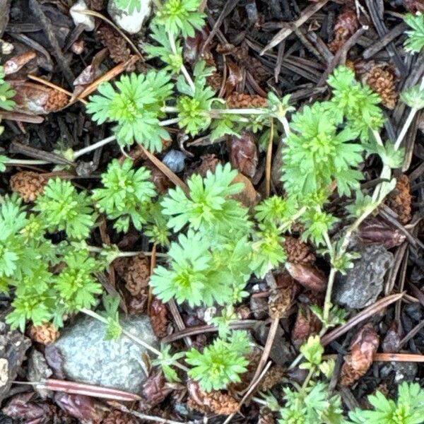 Alchemilla australis Blad