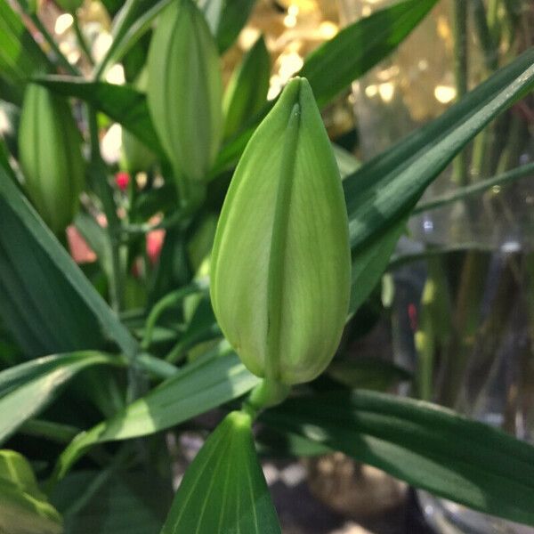 Lilium longiflorum Flower