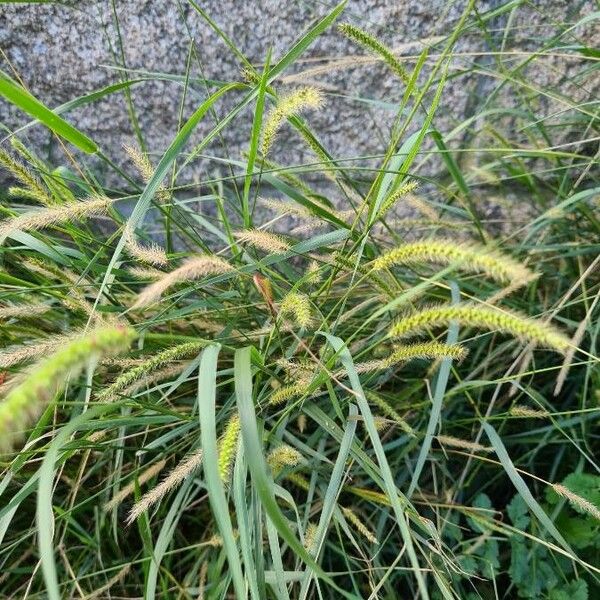 Setaria pumila Blad