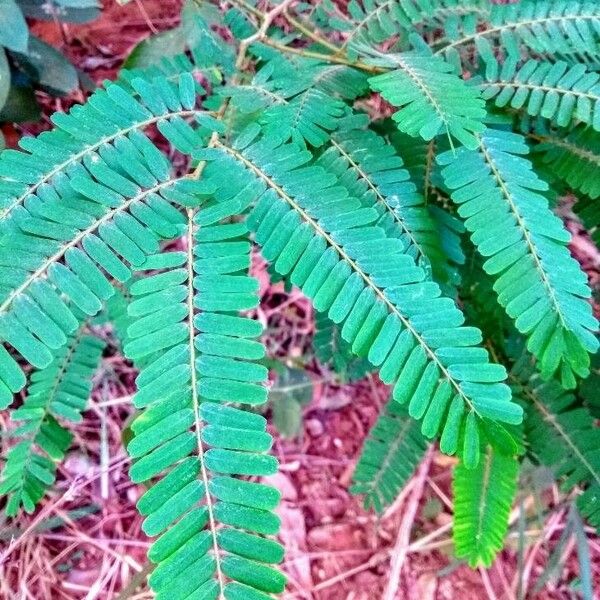 Abrus precatorius Leaf