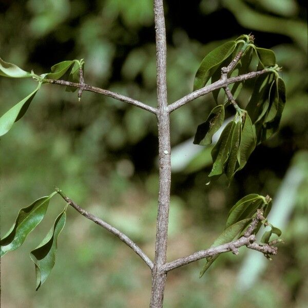 Symphonia globulifera Escorça