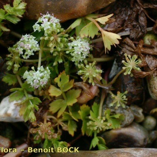 Helosciadium repens অভ্যাস