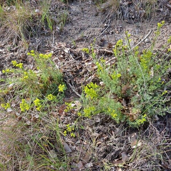 Ruta montana Plante entière