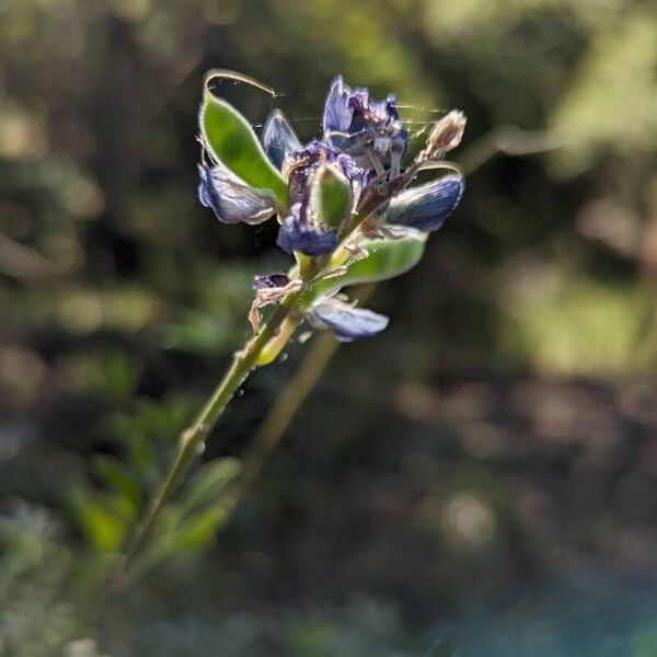 Lupinus albifrons Çiçek