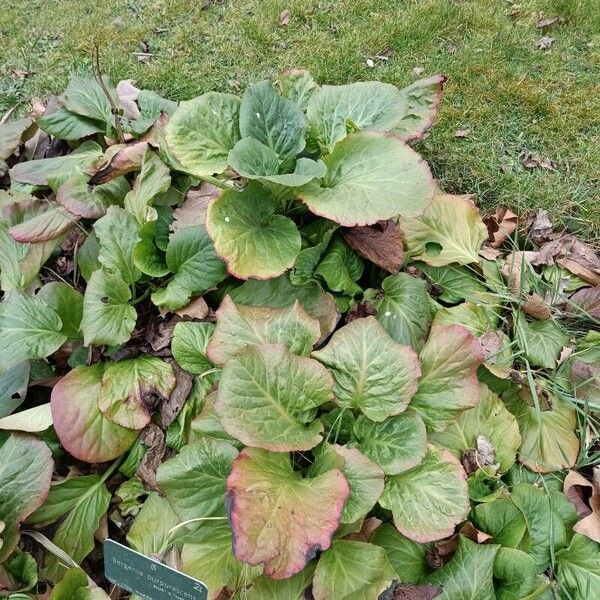 Bergenia purpurascens Levél