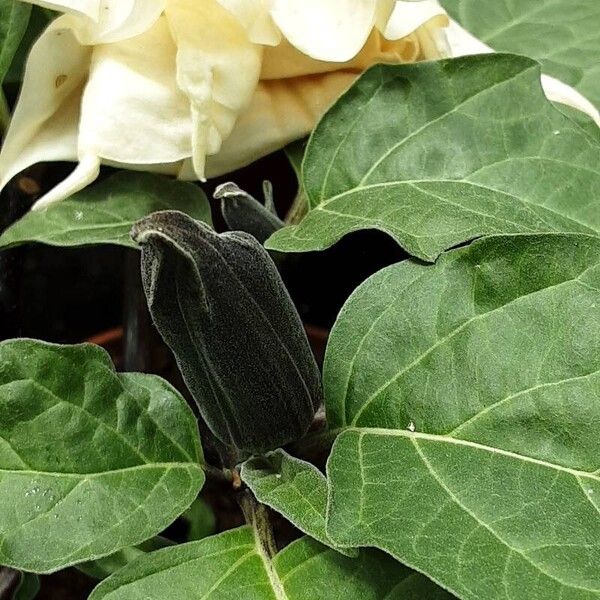 Datura innoxia ᱥᱟᱠᱟᱢ