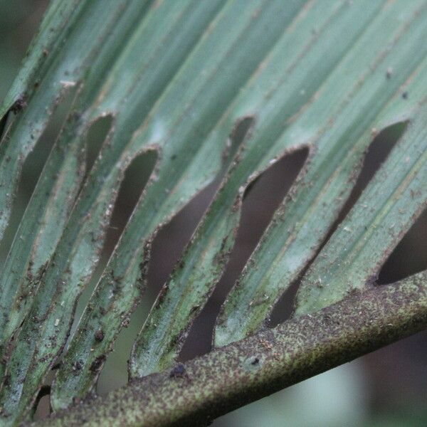 Reinhardtia latisecta Frucht