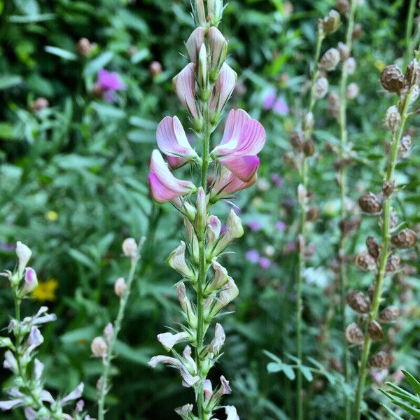 Onobrychis arenaria Blüte