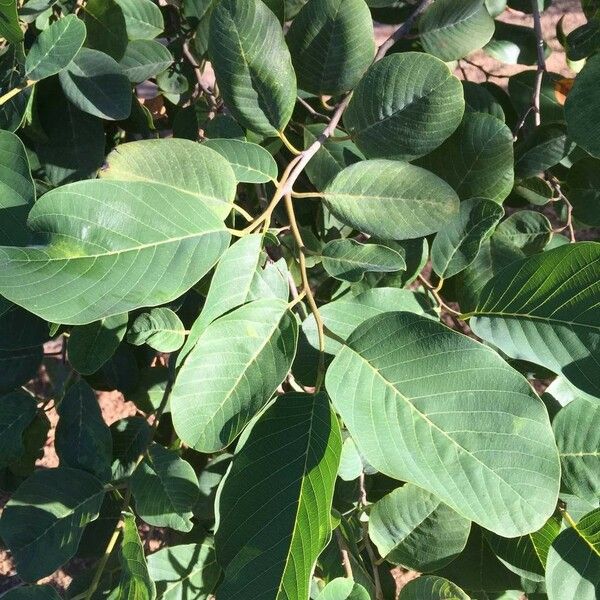 Annona senegalensis Frunză