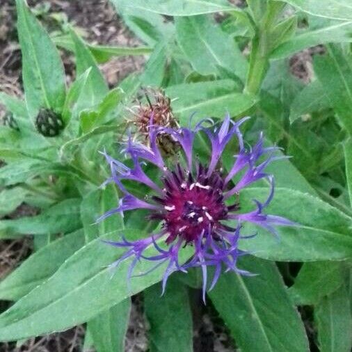 Centaurea montana Flor