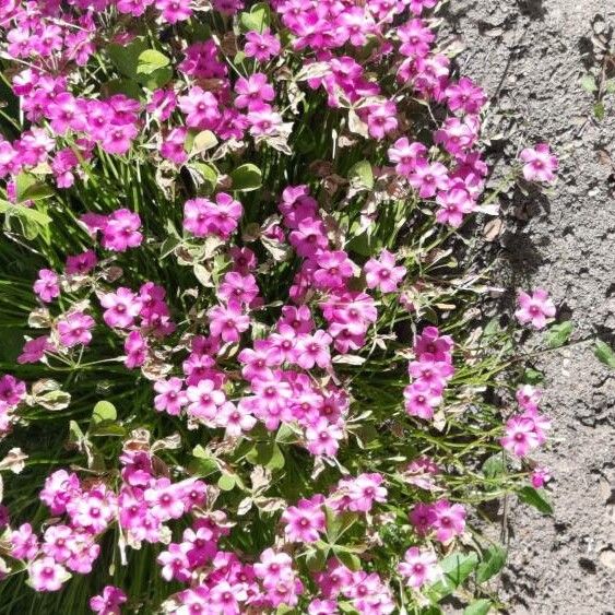 Oxalis articulata Flower