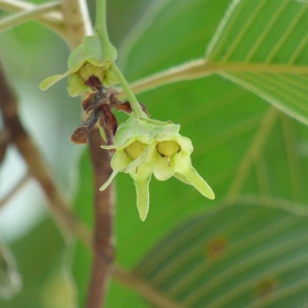 Dipterocarpus alatus Plod