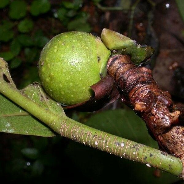 Ficus cahuitensis ഫലം