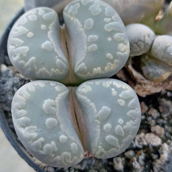 Lithops otzeniana List