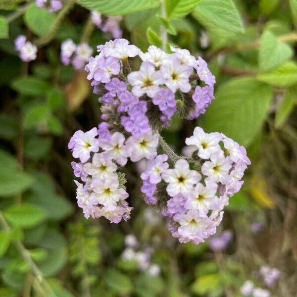 Heliotropium amplexicaule Fiore