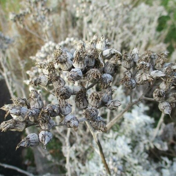 Jacobaea maritima 花