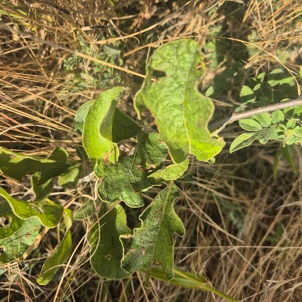 Lannea triphylla Blad