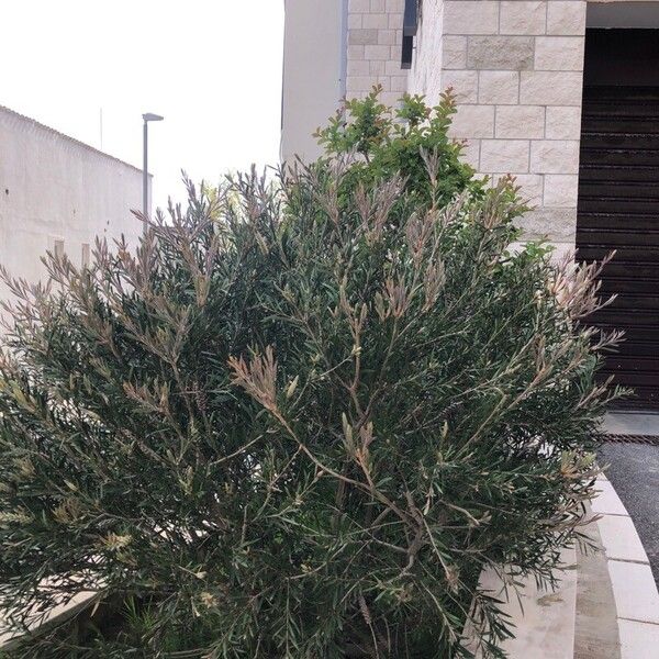 Melaleuca rugulosa Habit